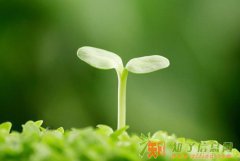 重庆西南除甲醛公司车室内空气净化公司