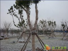 桥边儿苗木的冬天不再寒冷！