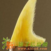 回收海参高价回收关东参13001917195