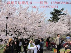 鹏城美丽乡村三月樱花会哦！门票咨询团体咨询倩倩