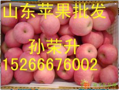 山东红富士苹果最新价格
