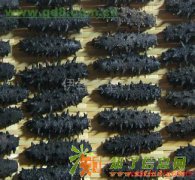 回收海参高价回收海参上门回收海参13001917195