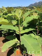 大量批发日本厚朴树苗