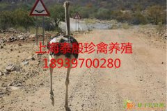 青铜火鸡苗广州青铜火鸡苗批发上海泰殷珍禽孵化场