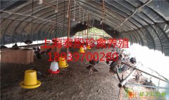 贵妃鸡苗江西贵妃鸡苗上海泰殷珍禽孵化场批发零售江西贵妃鸡苗养