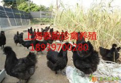 野鸡苗鸳鸯黑天鹅上海泰殷珍禽养殖场天鹅红腹