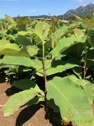 大量正宗原种种值日本厚朴树苗批发