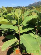 供应用于投资的纯正宗日本厚朴批发零售另有乔木紫衫