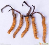 回收极草高价回收冬虫夏草回收海参13001917195