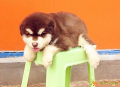 出售纯种阿拉斯加幼犬宝、做完疫苗驱虫、多只待售中