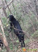 欢迎来电面议各种黑山羊种羊处理，价格优惠