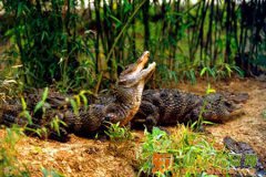 湖州西山漾莲花庄太湖渔人码头观世界第九湾一日游送五斤大米