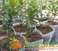 供应无纺布环保育苗袋/环保设计/价格便宜