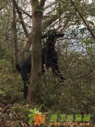 各类黑山羊种羊处理，欢迎来电面议