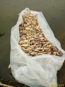 植物安新县玖水莲水生植物苗