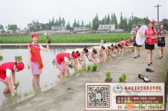 大学课堂开到农田 看东星航空学院空姐下田插秧的姿势