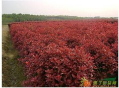 供应球型红叶石楠、单杆石楠、优质红叶杨、美国红枫