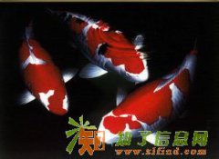 观赏鱼鱼病免费诊断热线