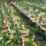 急招管理负责人 年薪5-6W