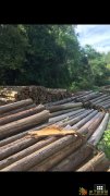 宁都县横江生态公益型林场商品杉原木拍卖会，