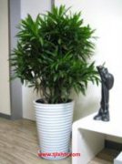 天津市绿植租摆有限公司