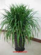 绿植租摆绿植销售鲜花租摆鲜花销售