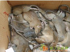 灭鼠、杀虫、除虫、消毒、四害消杀