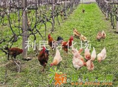 随州土鸡苗_三黄鸡_绿壳鸡苗批发_价格优惠