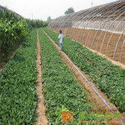 草莓苗基地 二代三叶一芯草莓苗价格