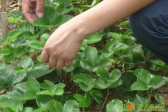 山东草莓苗批发基地 奶油草莓苗哪里买得到