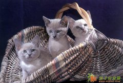 转让朝阳满2年小规模公司 手续齐全有税控