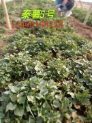 预售2017年脱毒红薯苗