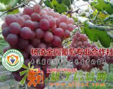 户太八号阳光玫瑰夏黑葡萄苗销售