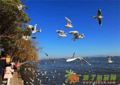 石家庄打到云南旅游 云南旅行社