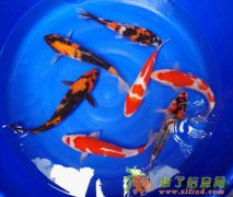 花旺鱼纯种锦鲤20-60公分风水鱼批发零售全国包活