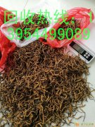 冬虫夏草回收，临沂市全城高价上门回收燕窝，阿胶