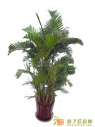 供应绿植盆栽租赁、花卉绿植租摆与销售、办公室绿化租赁+免费养