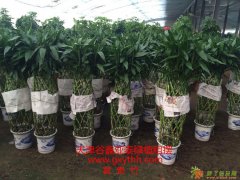 天津花卉专业租摆公司天津花卉专业租赁公司天津花卉专业销售公司