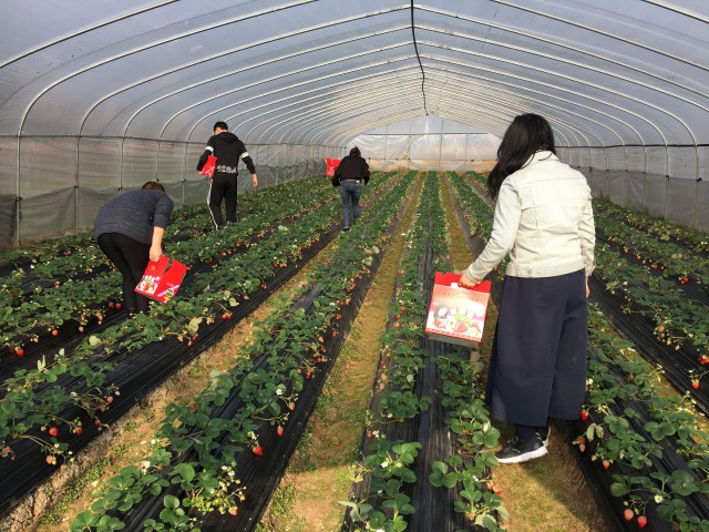 陈勇草莓采摘园 郴州草莓采摘首选！