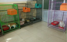 北京一木宠物寄养中心，提供宠物狗，宠物猫长短期寄养