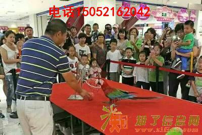 百鸟展出租鹦鹉表演演出孔雀展稀奇鸟类展