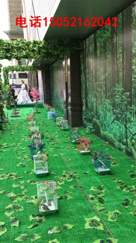 鸟艺表演百鸟展巡展价格鸟类标本百鸟展供应商