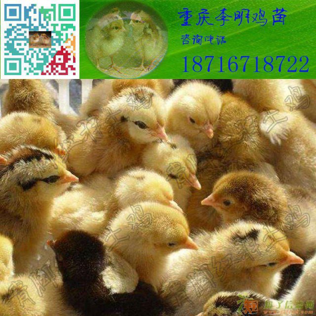 土鸡苗青脚土鸡苗重庆土鸡苗四川土鸡苗放养土鸡