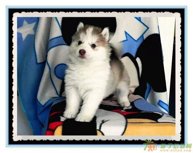 郑州三火蓝眼哈士奇呆萌幼犬纯种健康买卖签协议