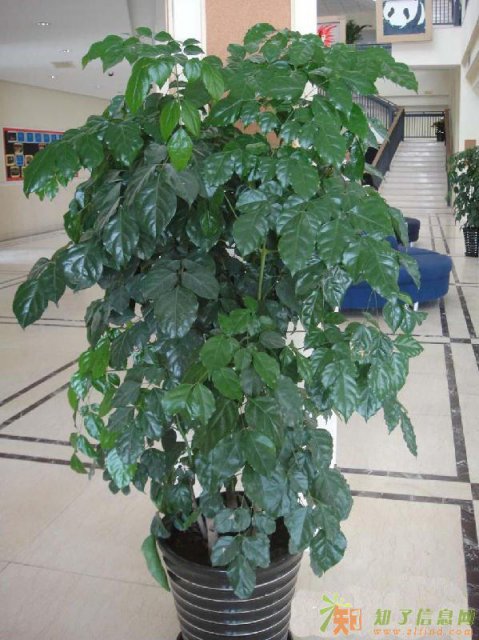 广州租花木，盆栽出租，花木价，广州绿意园艺