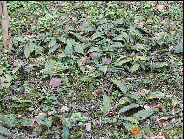 出售中药材种子种苗