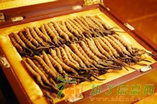 顺义回收冬虫夏草 北京收购冬虫夏草