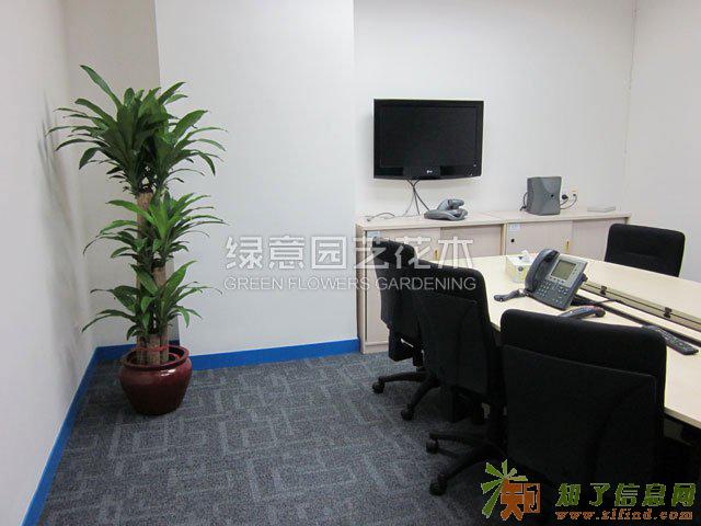 番禺祈福办公室绿植出租、花木摆设、4S店盆栽租摆