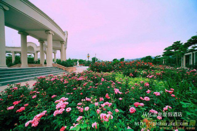 从化温泉度假酒店观赏从化宝趣玫瑰花钱岗古村二天游