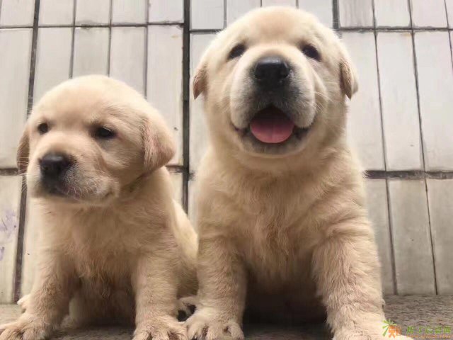 高品质的拉布拉多 出售了 疫苗做完 质量三包